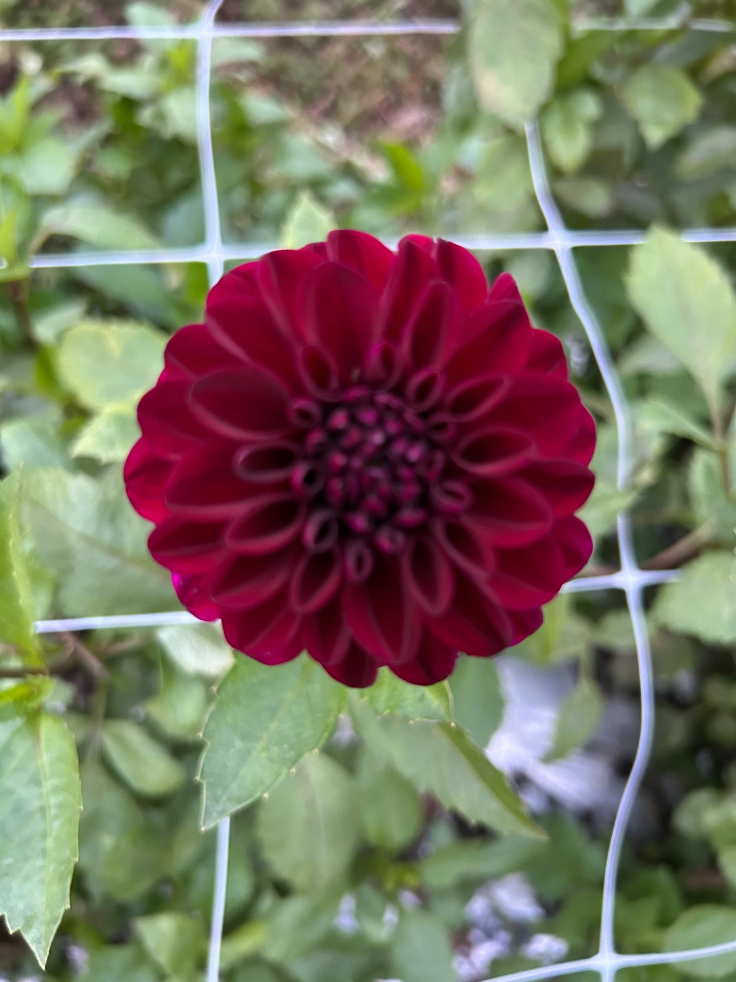 Lights Out Dahlia Tuber