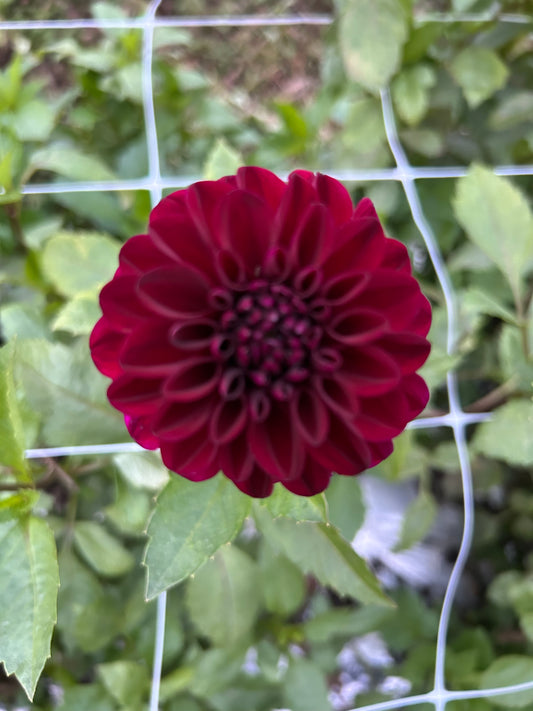 Lights Out Dahlia Tuber