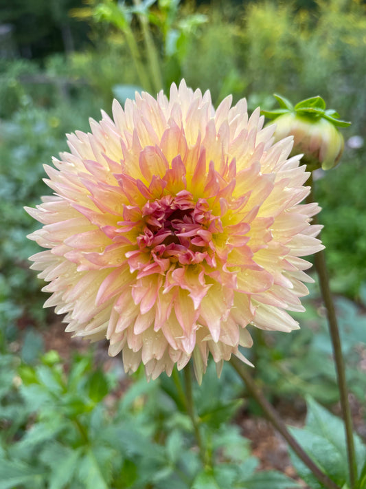 Lakeview Peachfuzz Dahlia Tuber