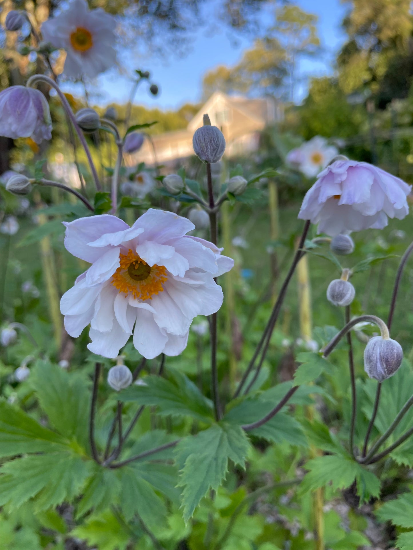 Japanese Anemone Bouquet