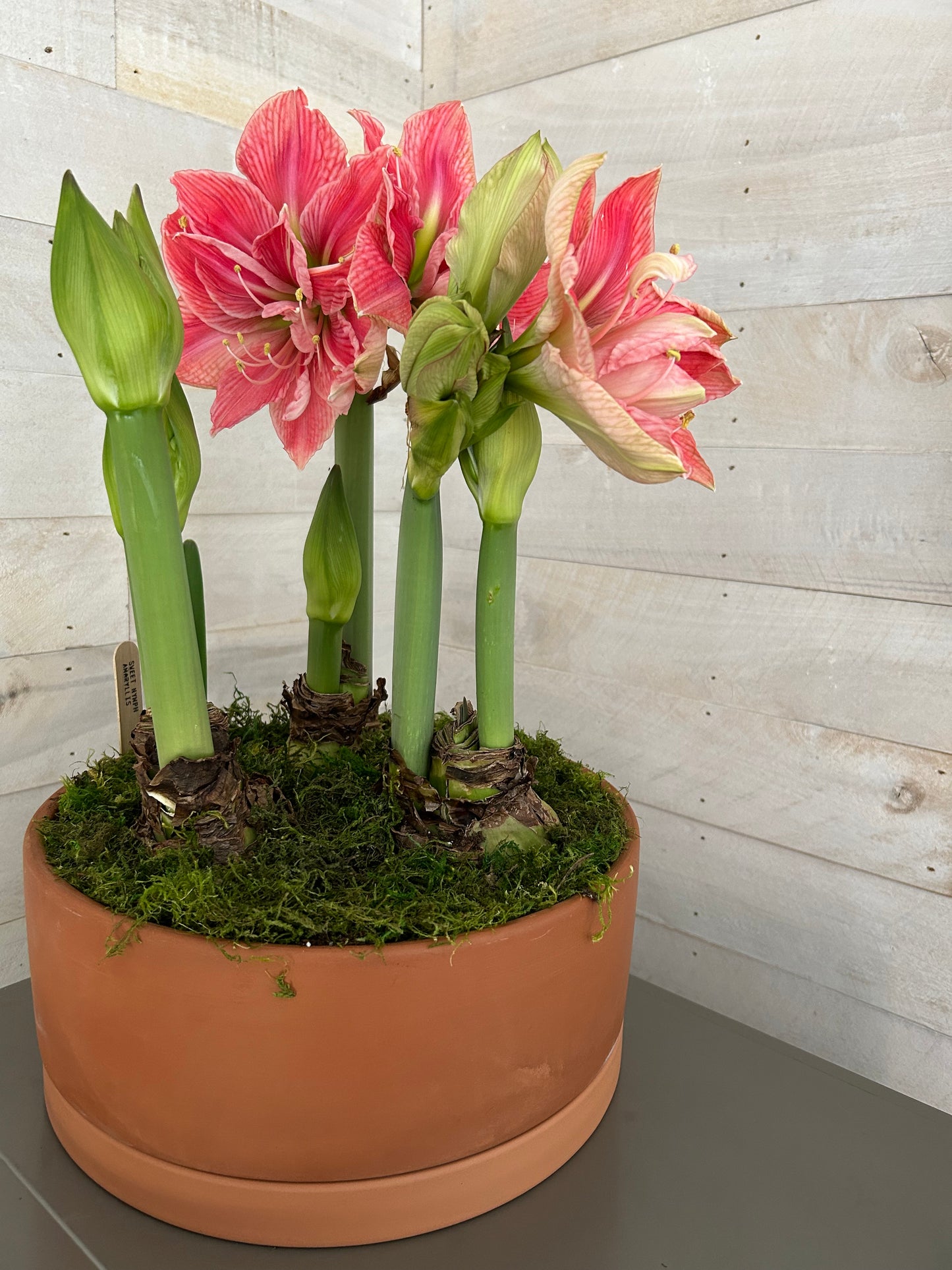 Triple potted amaryllis, specialty pot