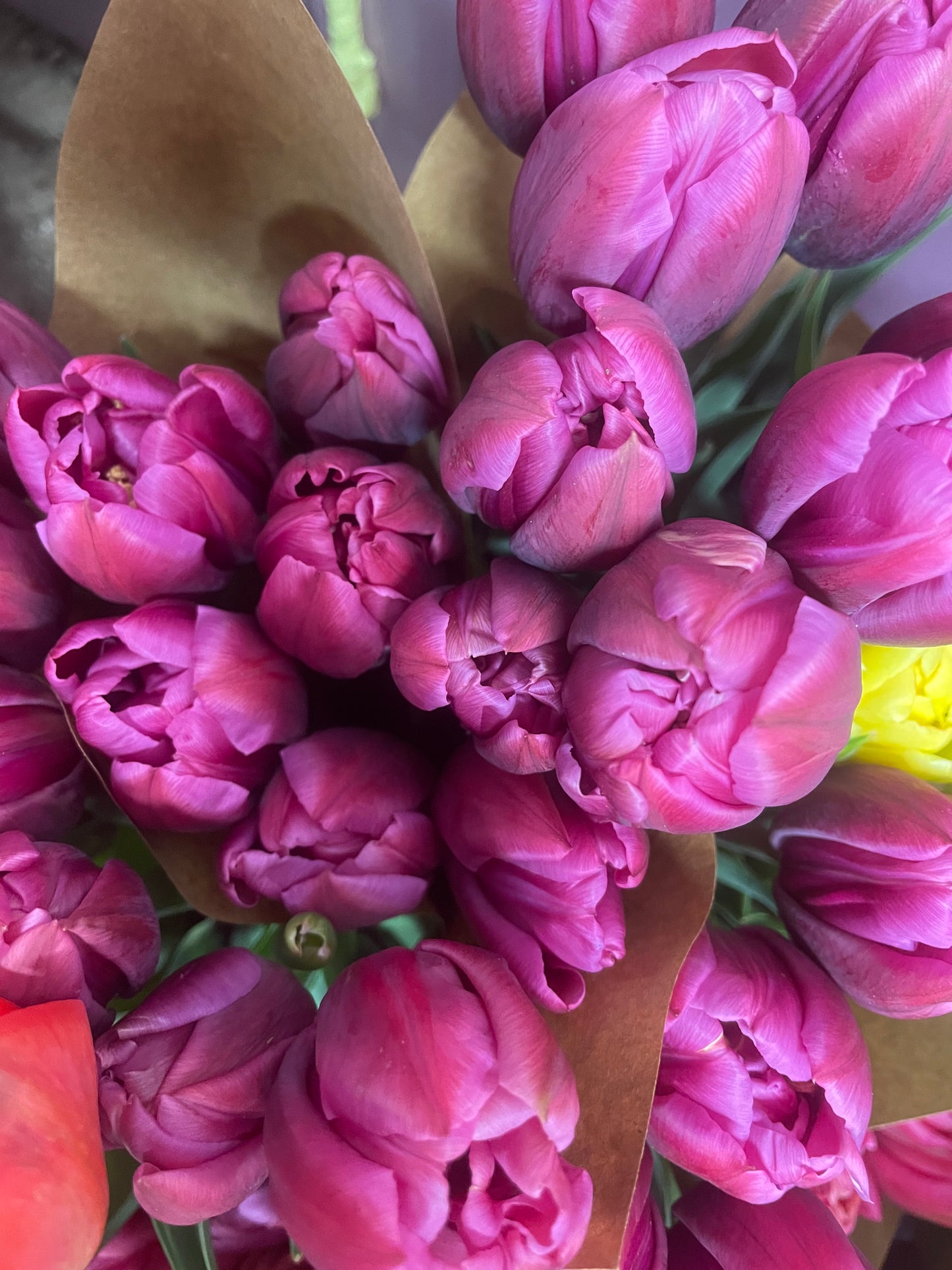 Winter Tulip Subscription 2025 - 12 weeks!