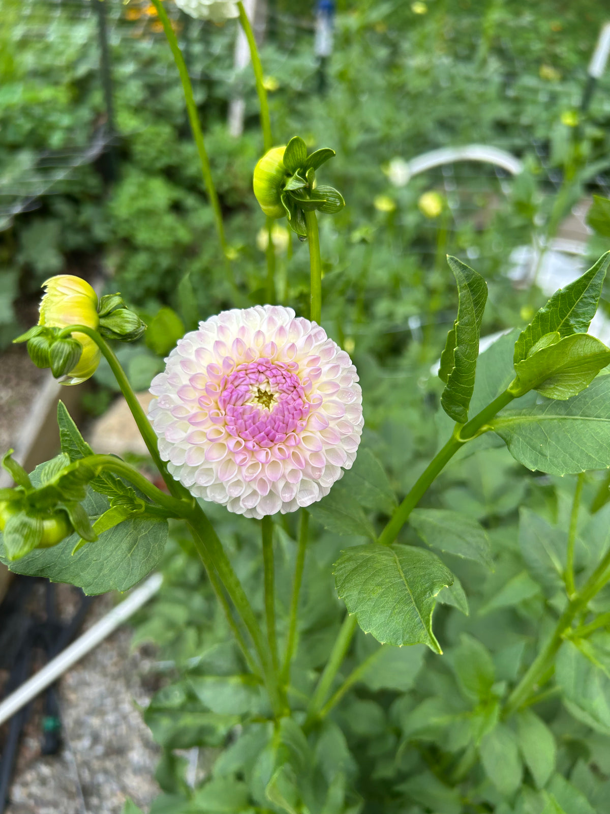 Hollyhill Miss White Dahlia Tuber