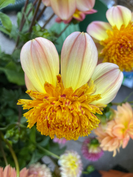 Bloomquist Golden Dahlia Tuber