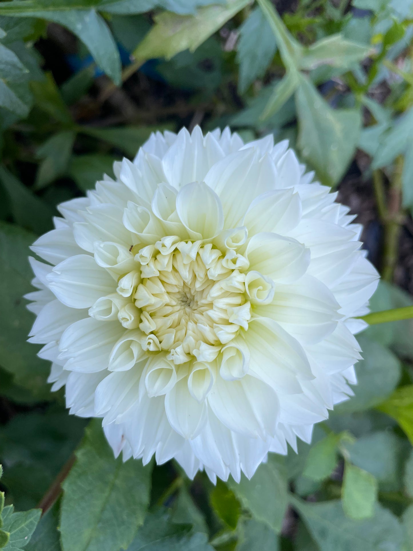 Gitt’s Attention Dahlia Tuber