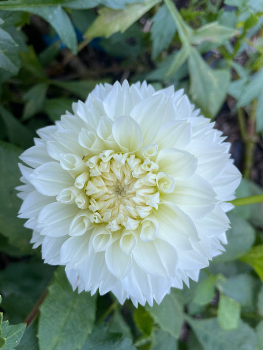Gitt’s Attention Dahlia Tuber