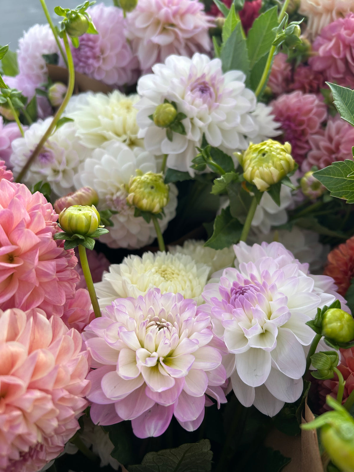 Eveline Dahlia Tuber