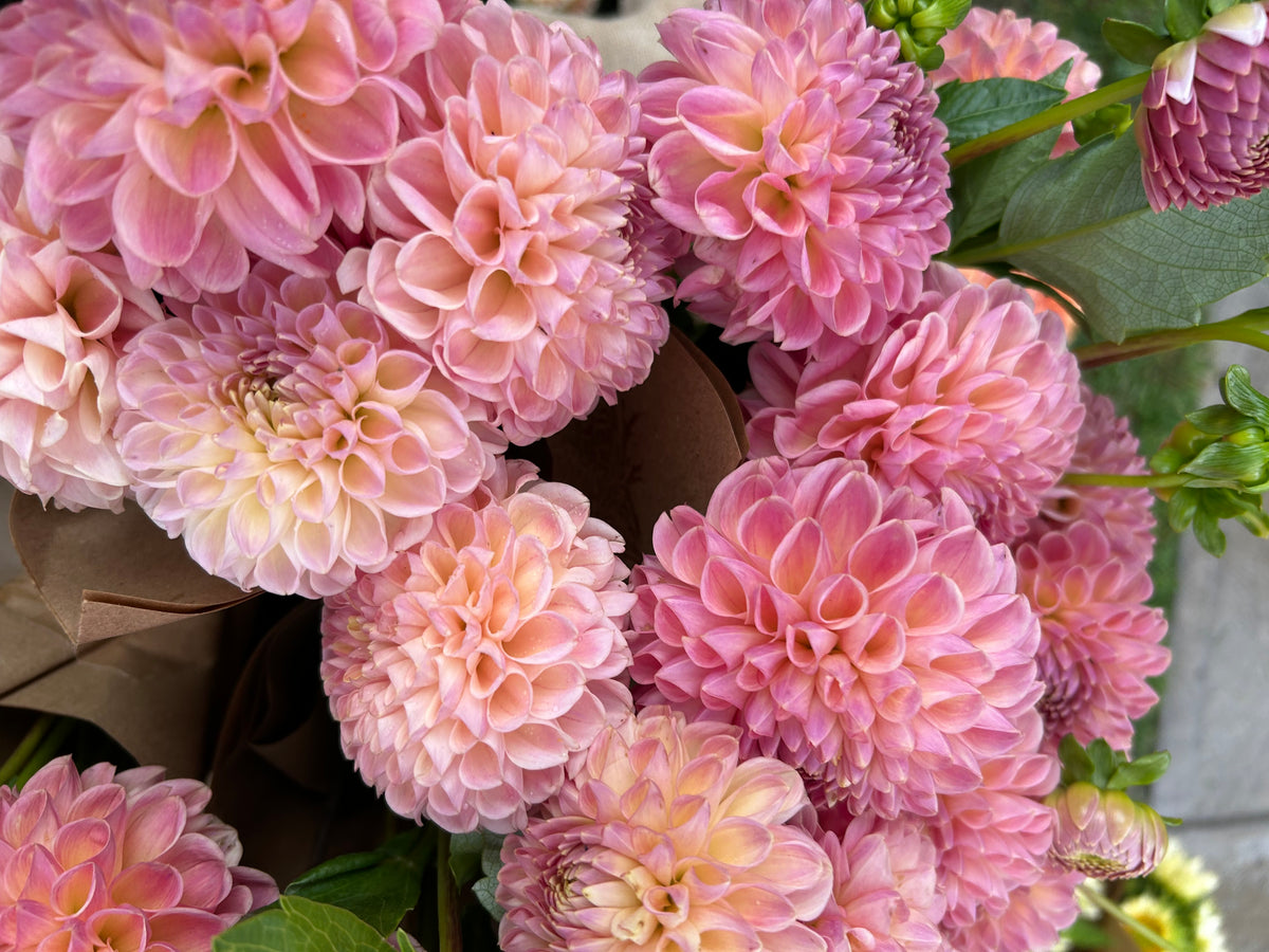 Clearview Peachy Dahlia Tuber