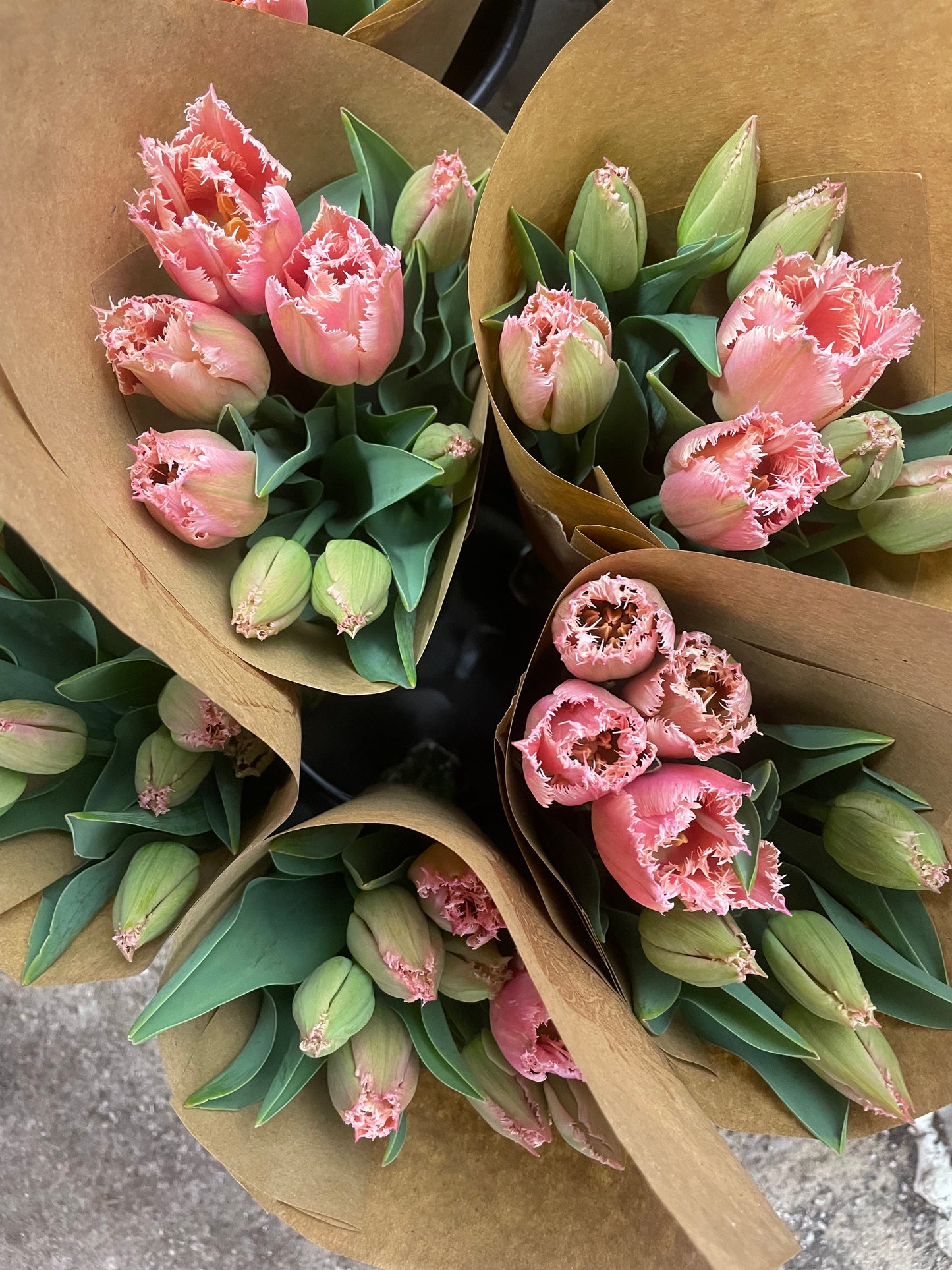 Winter Tulip Subscription 2025 - 12 weeks!