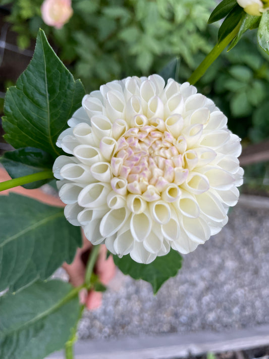 Hollyhill Miss White Dahlia Tuber