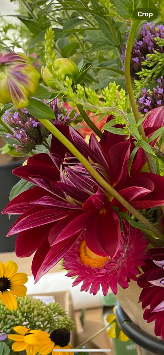 Debora Renae Dahlia Tuber