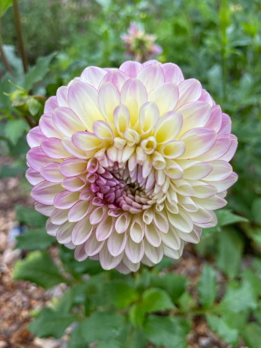 Alpen Sundown Dahlia Tuber