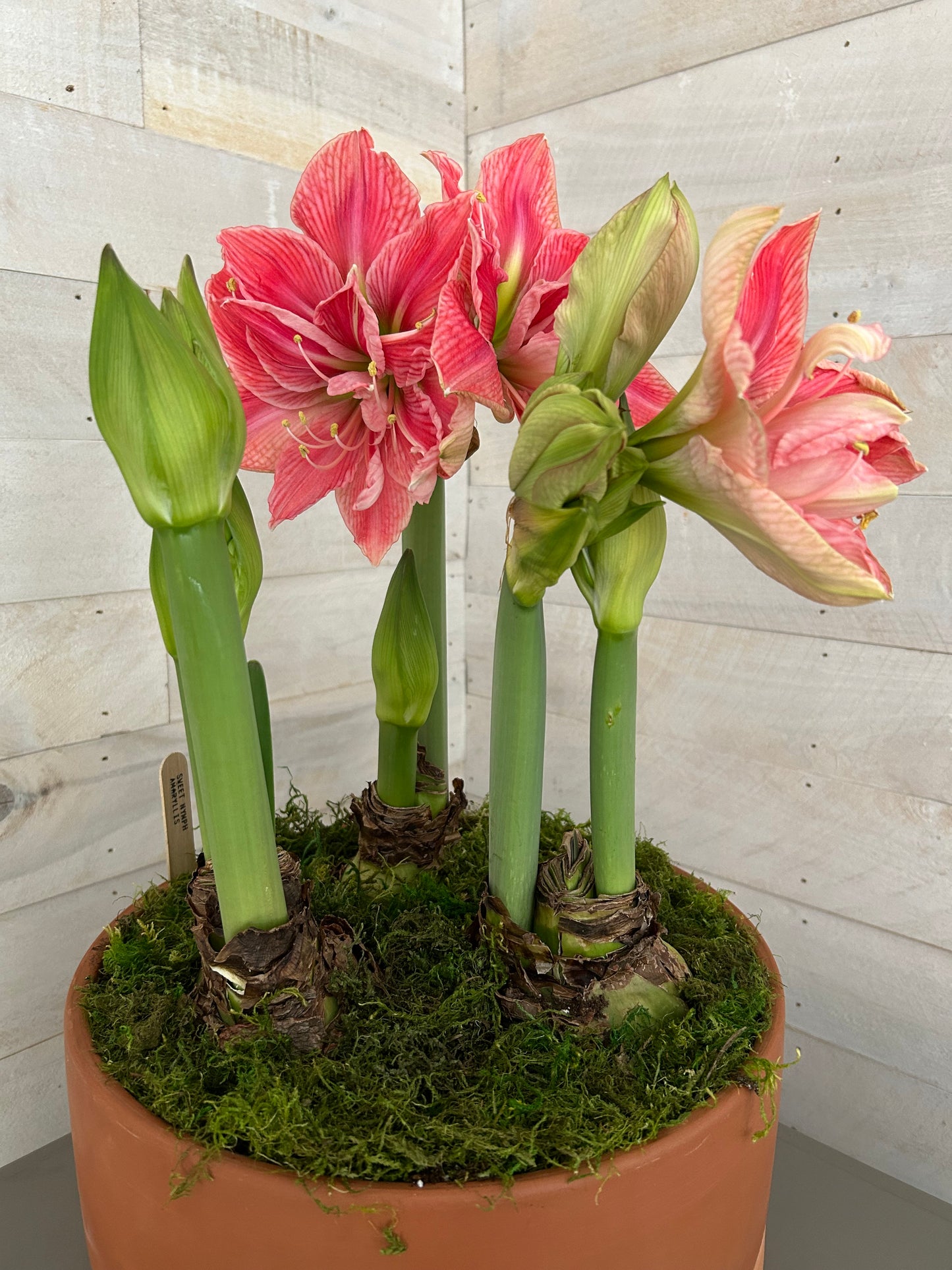 Triple potted amaryllis, specialty pot