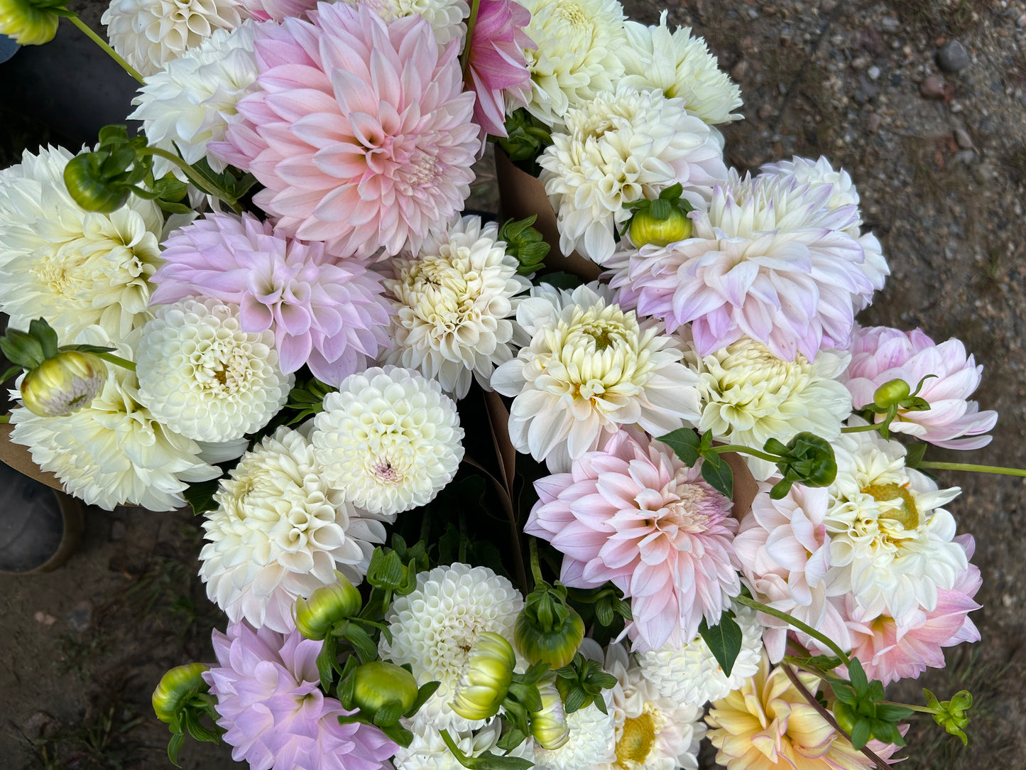 Autumn Dahlia CSA Subscription 2026