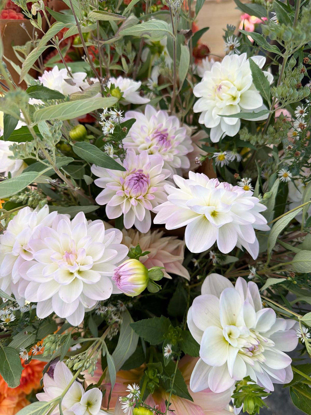 Eveline Dahlia Tuber