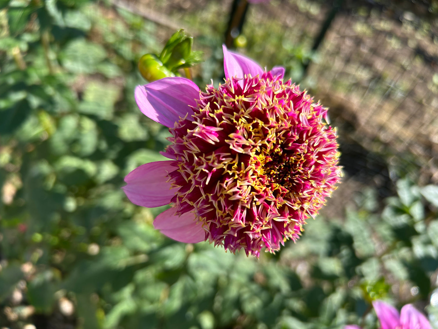 Fenna Baaij Dahlia Tuber