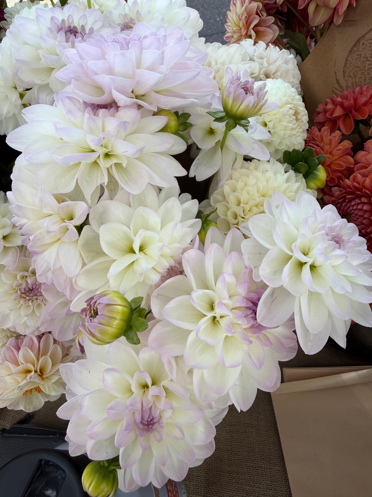 Eveline Dahlia Tuber