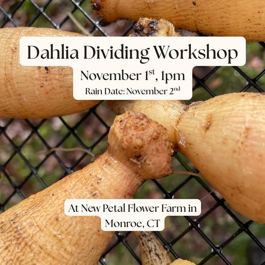 Dahlia Dividing Workshop