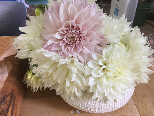 Cafe au Lait Dahlia Tuber