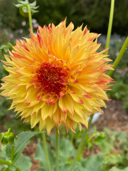 Bloomquist Georgia C Dahlia Tuber