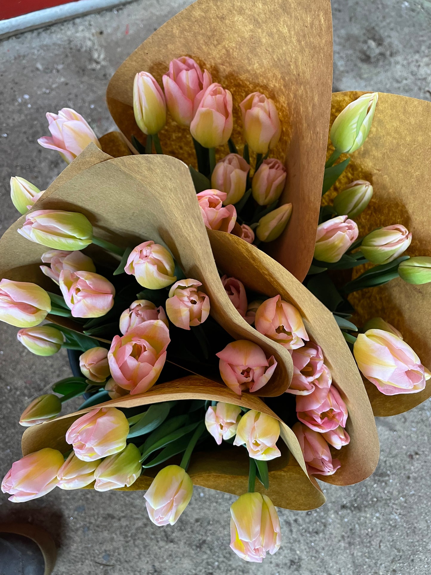 Winter Tulip Subscription 2025 - 12 weeks!