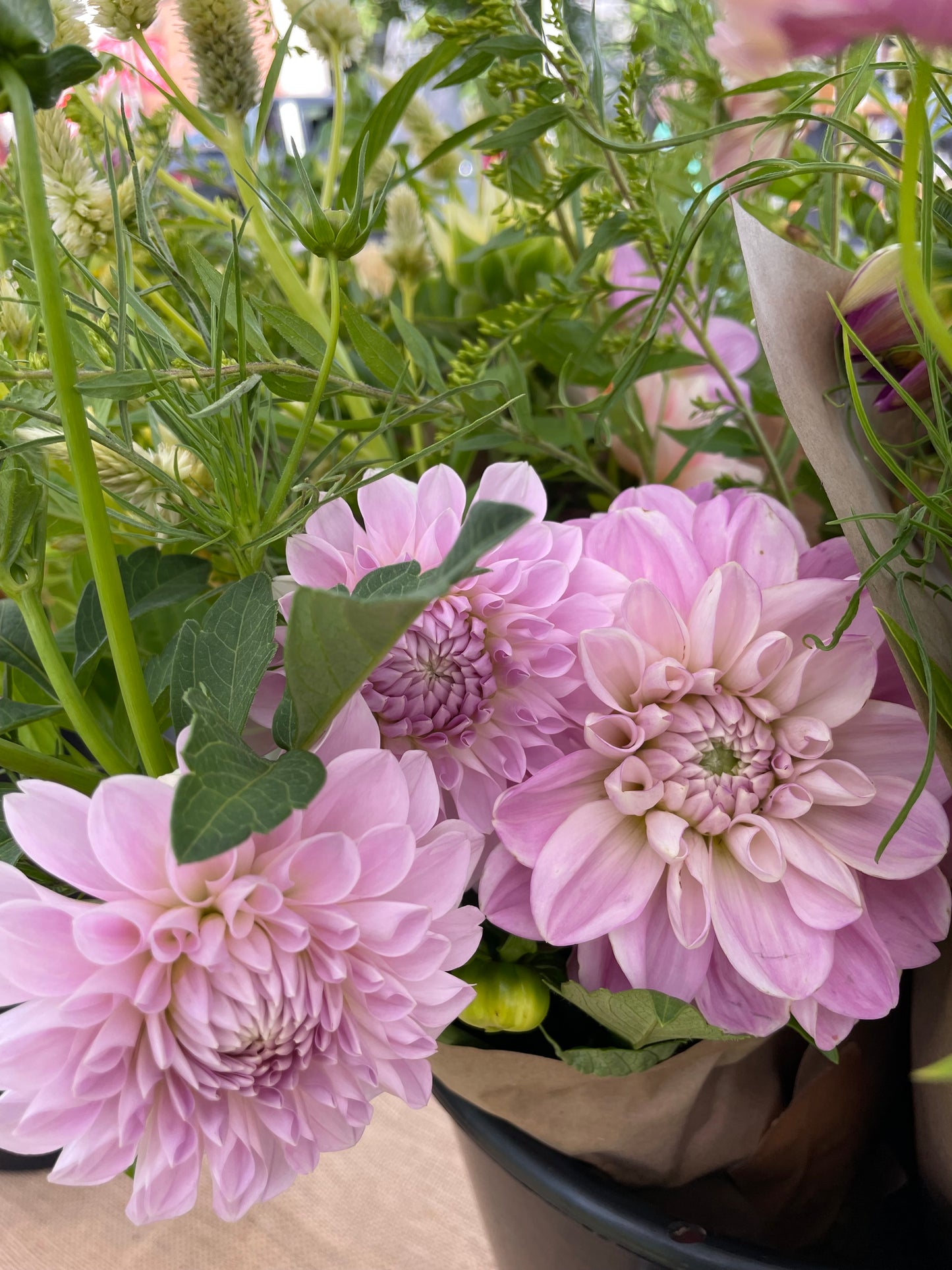 Lakeview Premier Dahlia Tuber