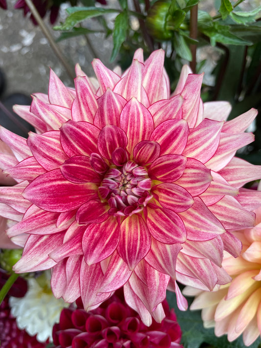 N-Force Dahlia Tuber