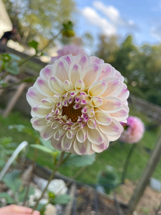 Bloomquist Wonderful Dahlia Tuber