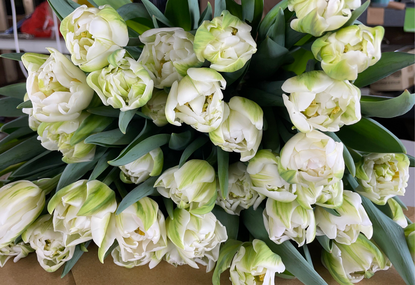 Winter Tulip Subscription 2025 - 12 weeks!