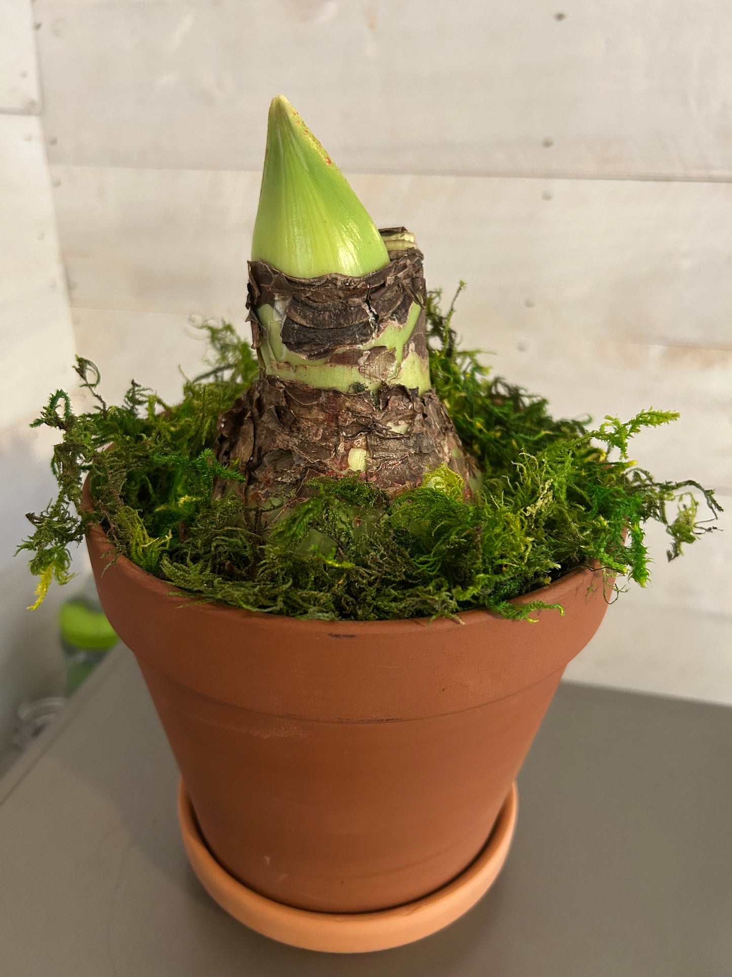 Potted amaryllis, terra cotta pot