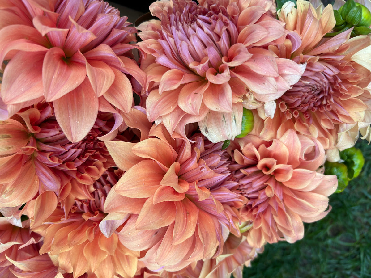 Hercules Dahlia Tuber