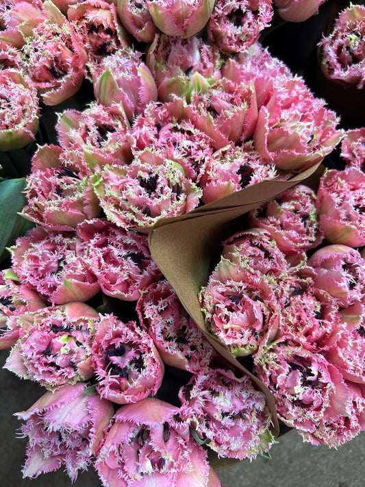 Winter Tulip Subscription 2026