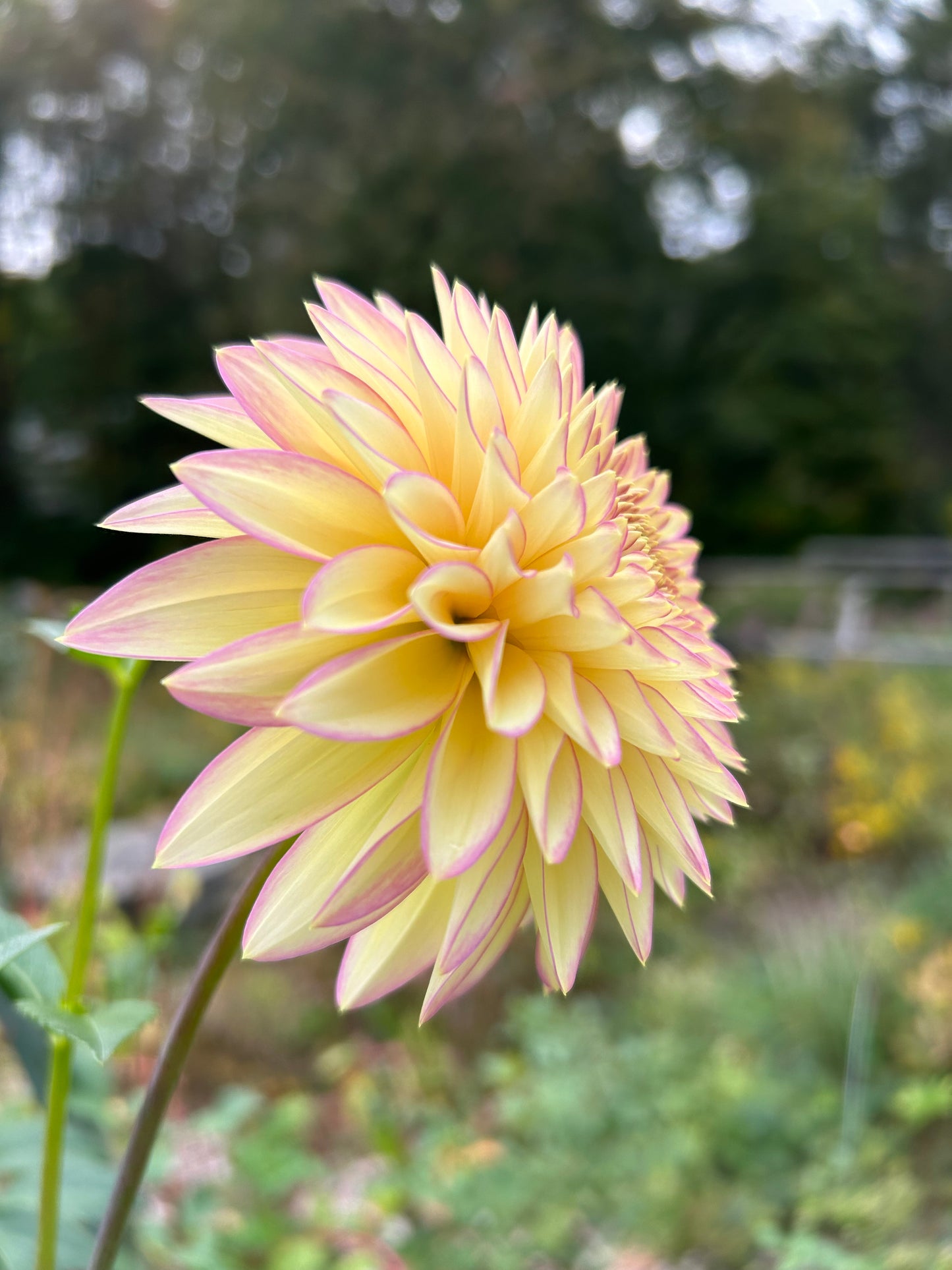 Bloomquist Blush Dahlia Tuber