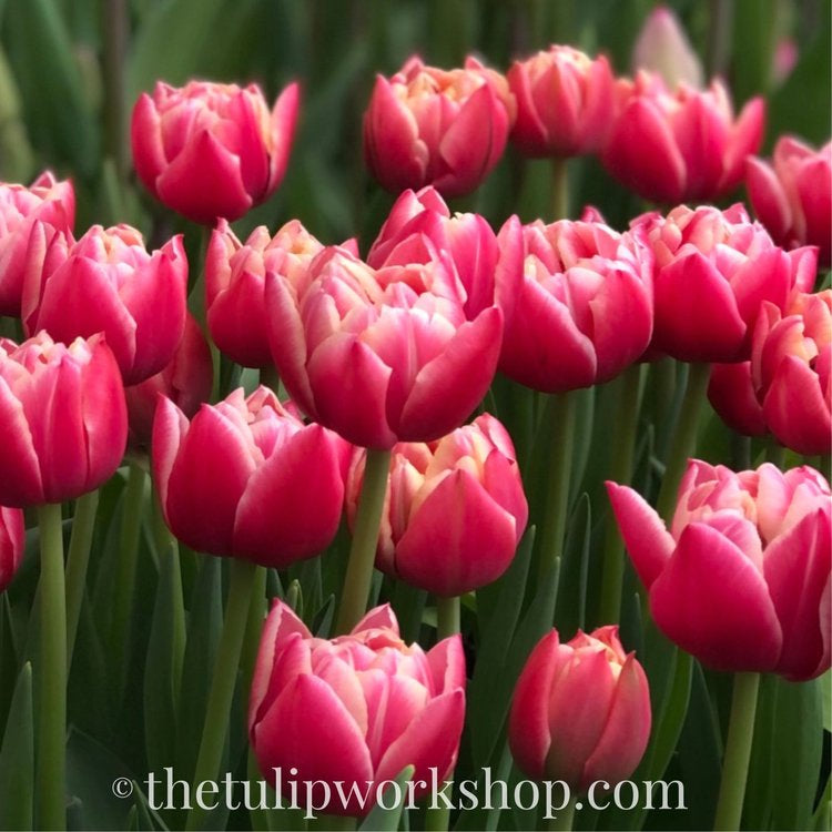 Winter Tulip Subscription 2024 - 8 weeks!