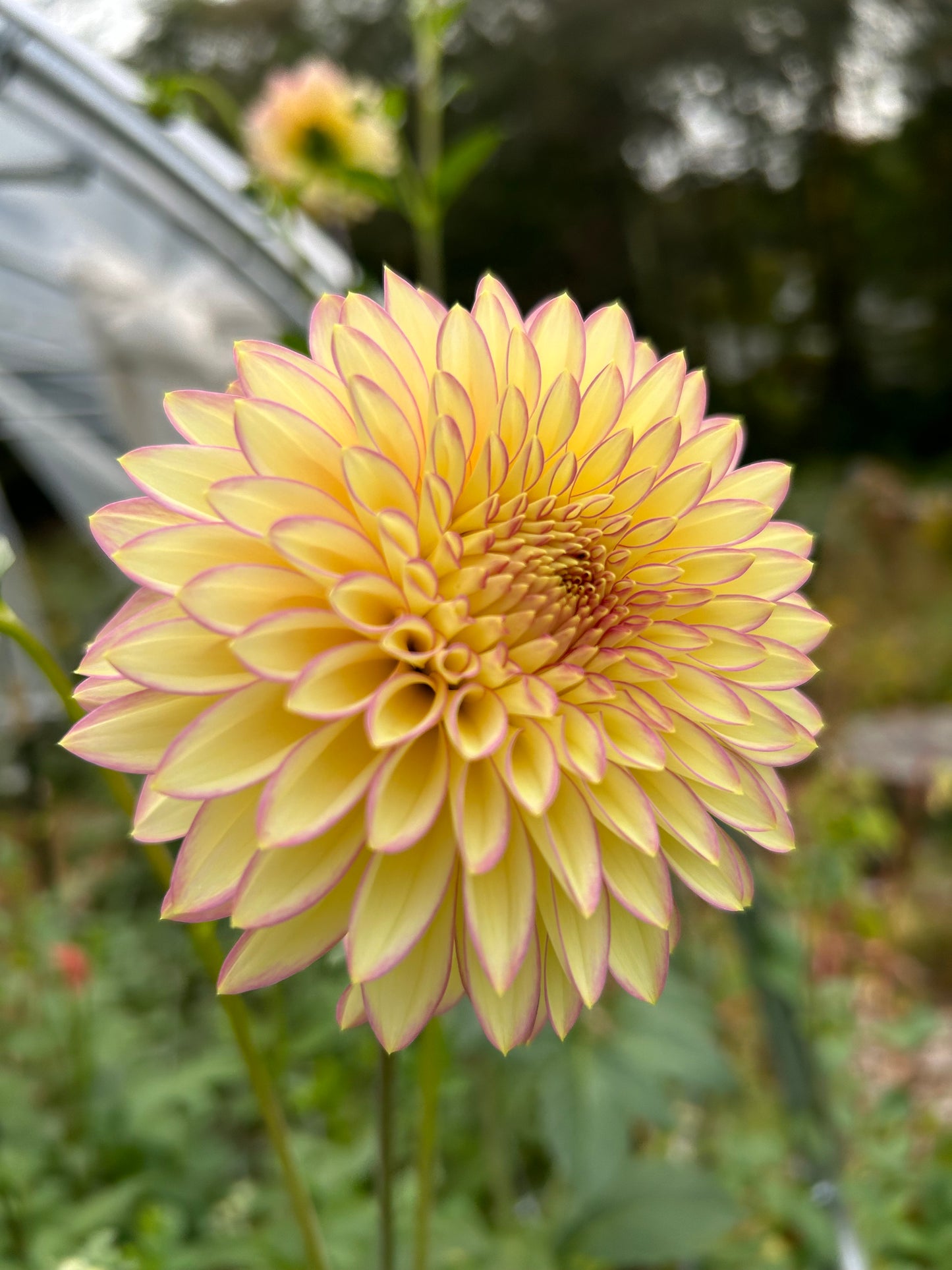 Bloomquist Blush Dahlia Tuber