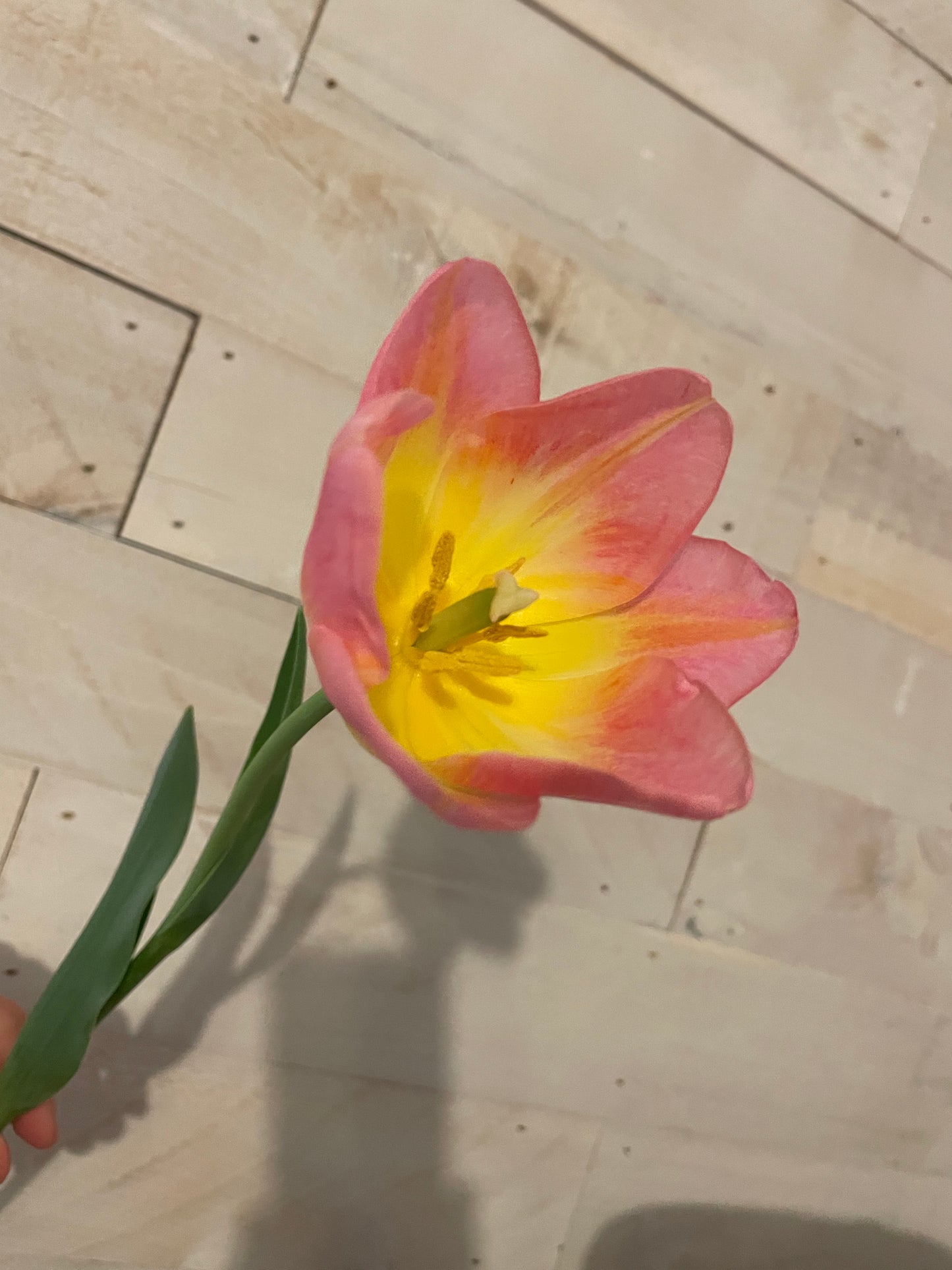 Tulip Bouquet Pick-up & Delivery