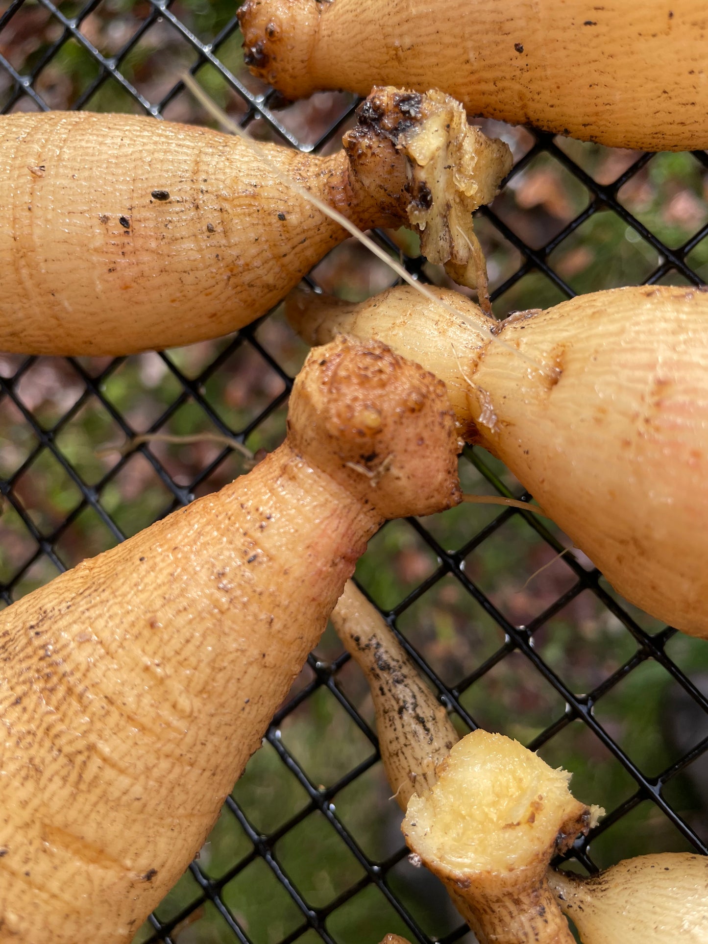 Dahlia Dividing Instructional Video
