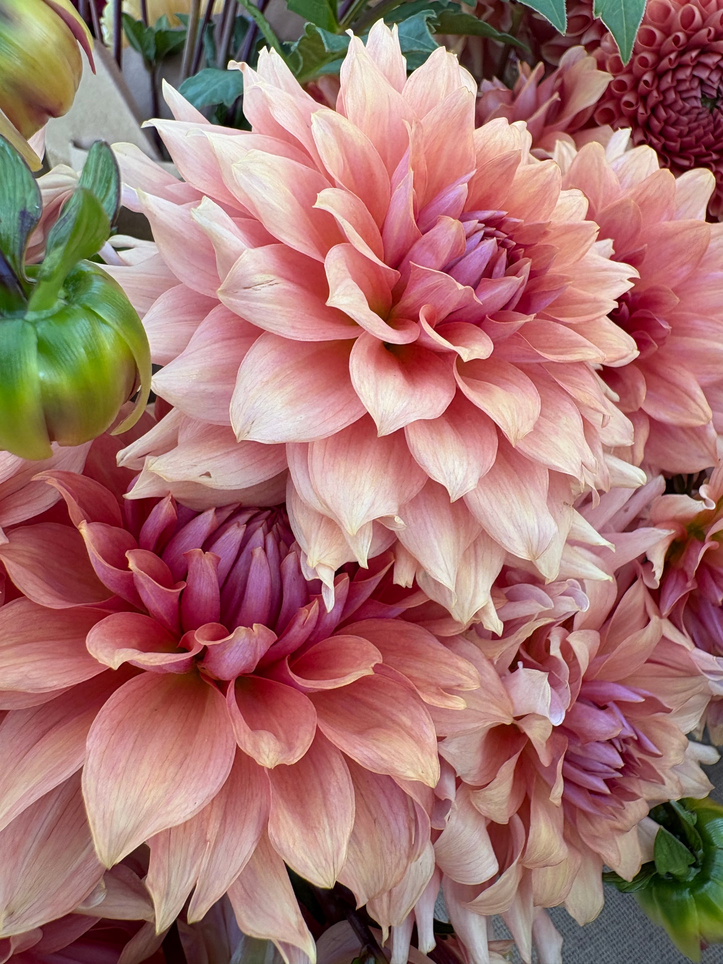 Autumn Dahlia CSA Subscription 2026