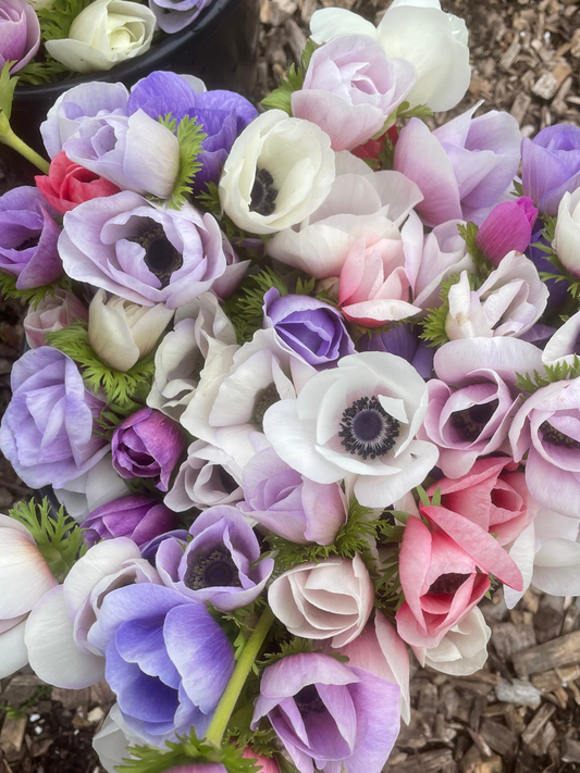 Anemone Galilee Pastel