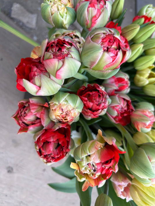 Gudoschnik Double Tulip bunch - 10 stem