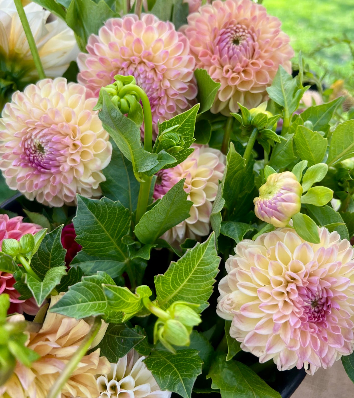 Autumn Dahlia CSA Subscription 2026