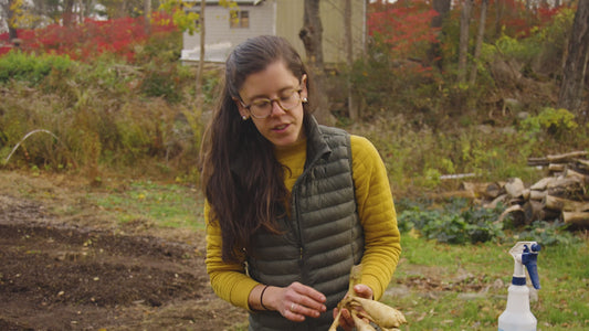 Dahlia Dividing Instructional Video