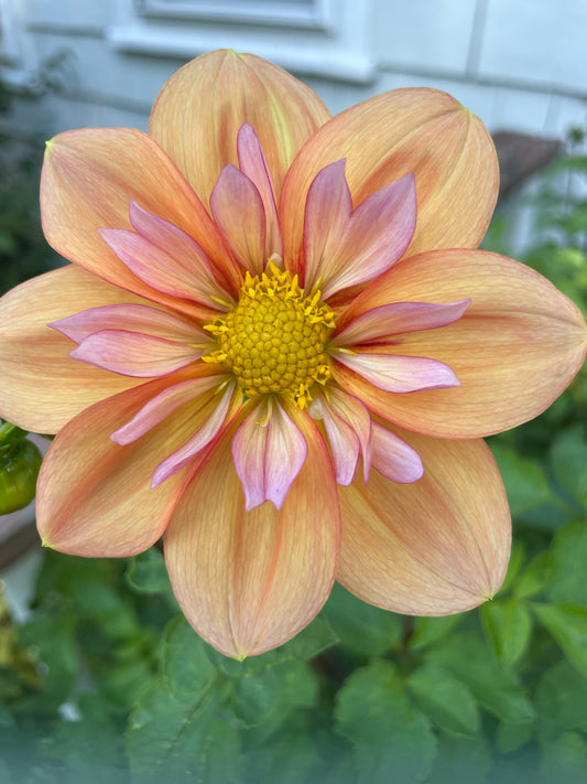 Collarette dahlia "Giggles" in full bloom.  Coral pink terra cotta with yellow center.