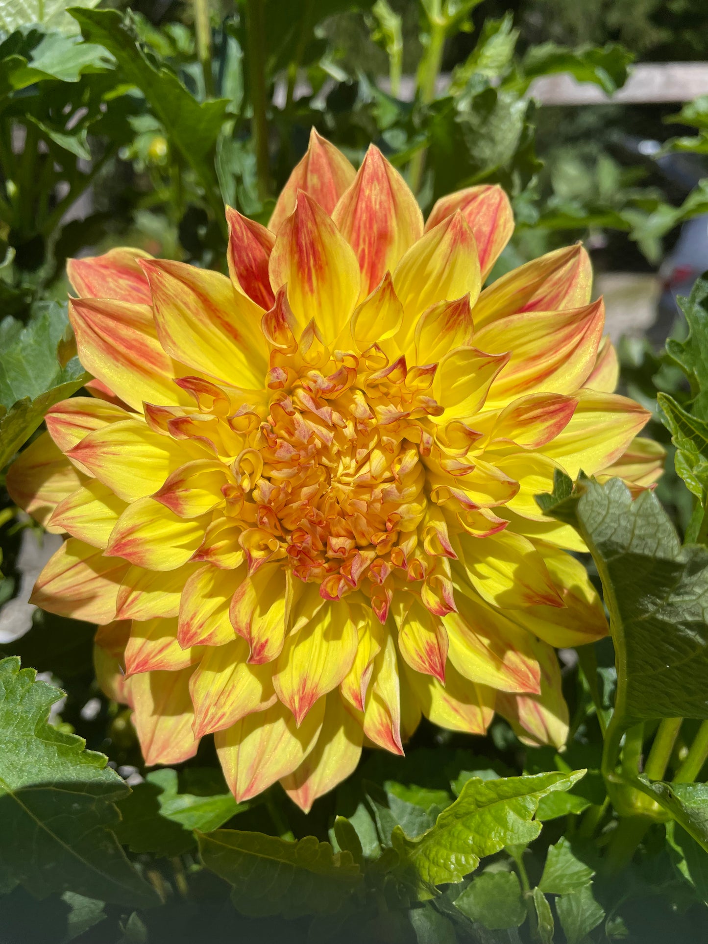 Dinnerplate dahlia "El Sol" in full bloom.  Bright orange and yellow with informal petals.