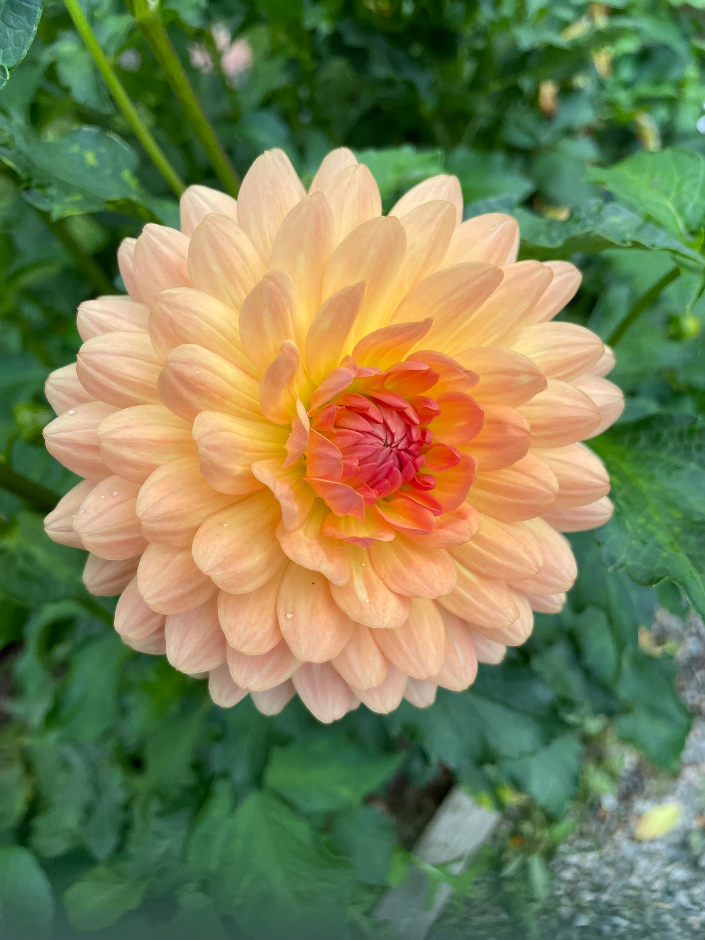 Waterlily dahlia "Gabrielle Marie" opening.  Apricot coral pink.  Fully double petals.