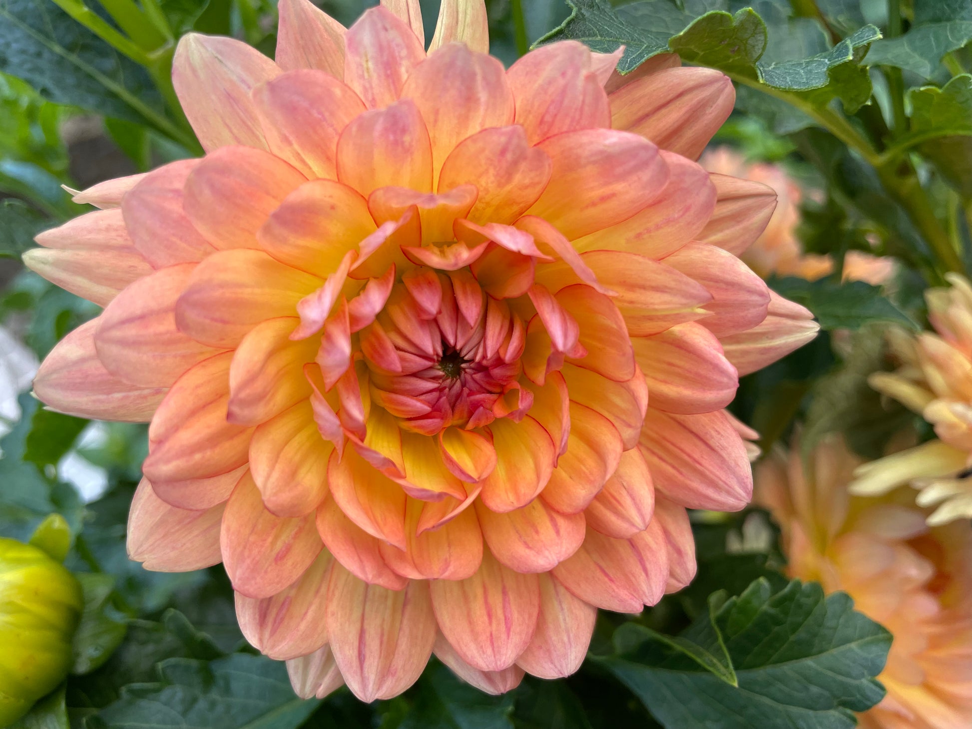 Waterlily dahlia "Gabrielle Marie" opening its' petals.  Coral pink.  Cupped petals like a peony or English rose.